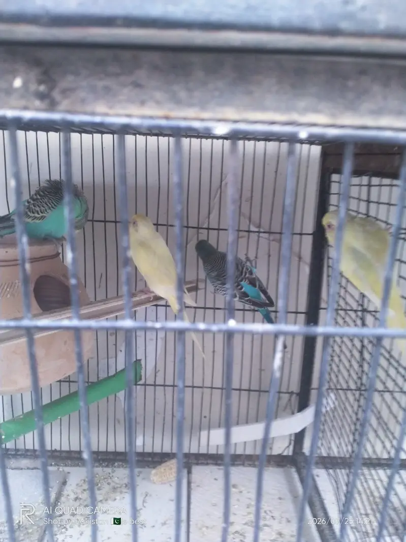 2 pair budgie split red eye — photo 3