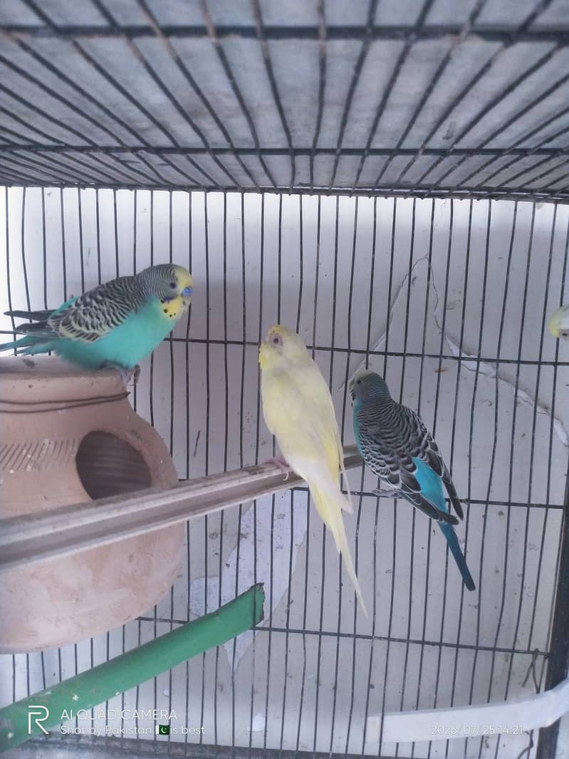 2 pair budgie split red eye 3