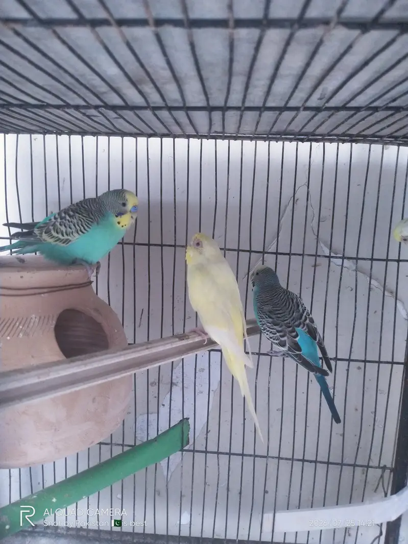 2 pair budgie split red eye — photo 4