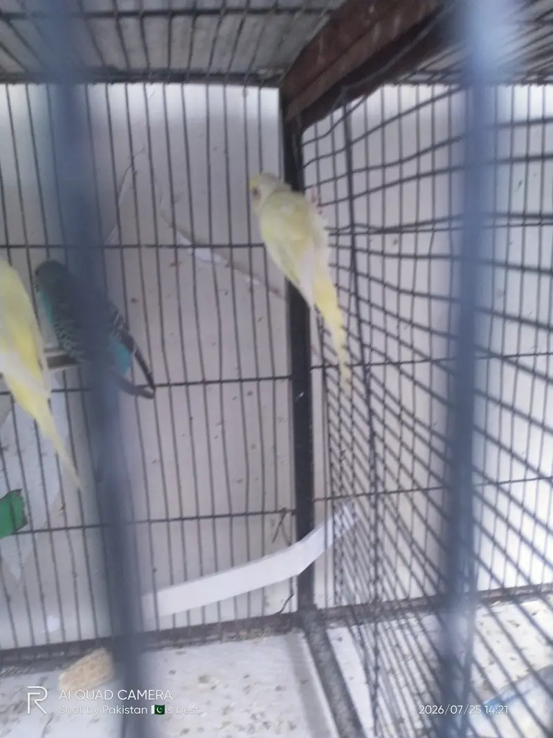 2 pair budgie split red eye — photo 5