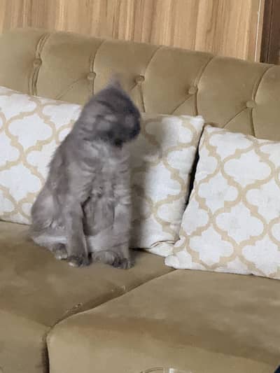 Persian cat