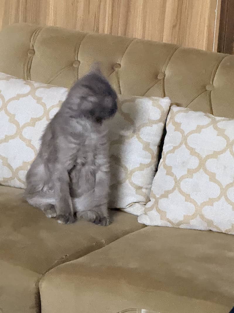 Persian cat 0