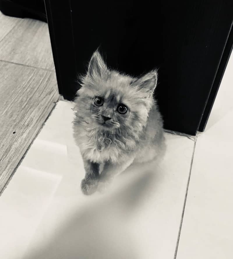Persian cat 1