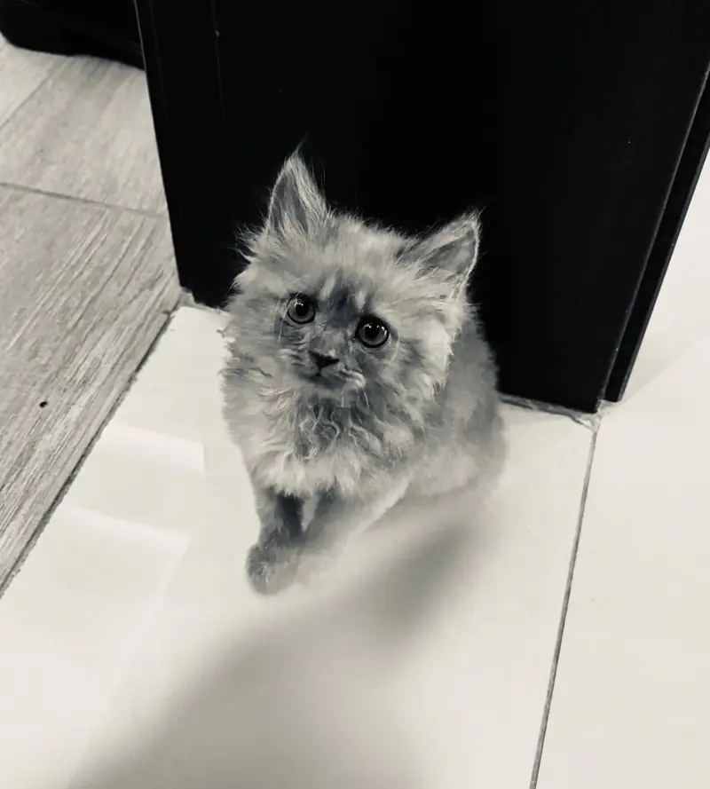 Persian cat — photo 2