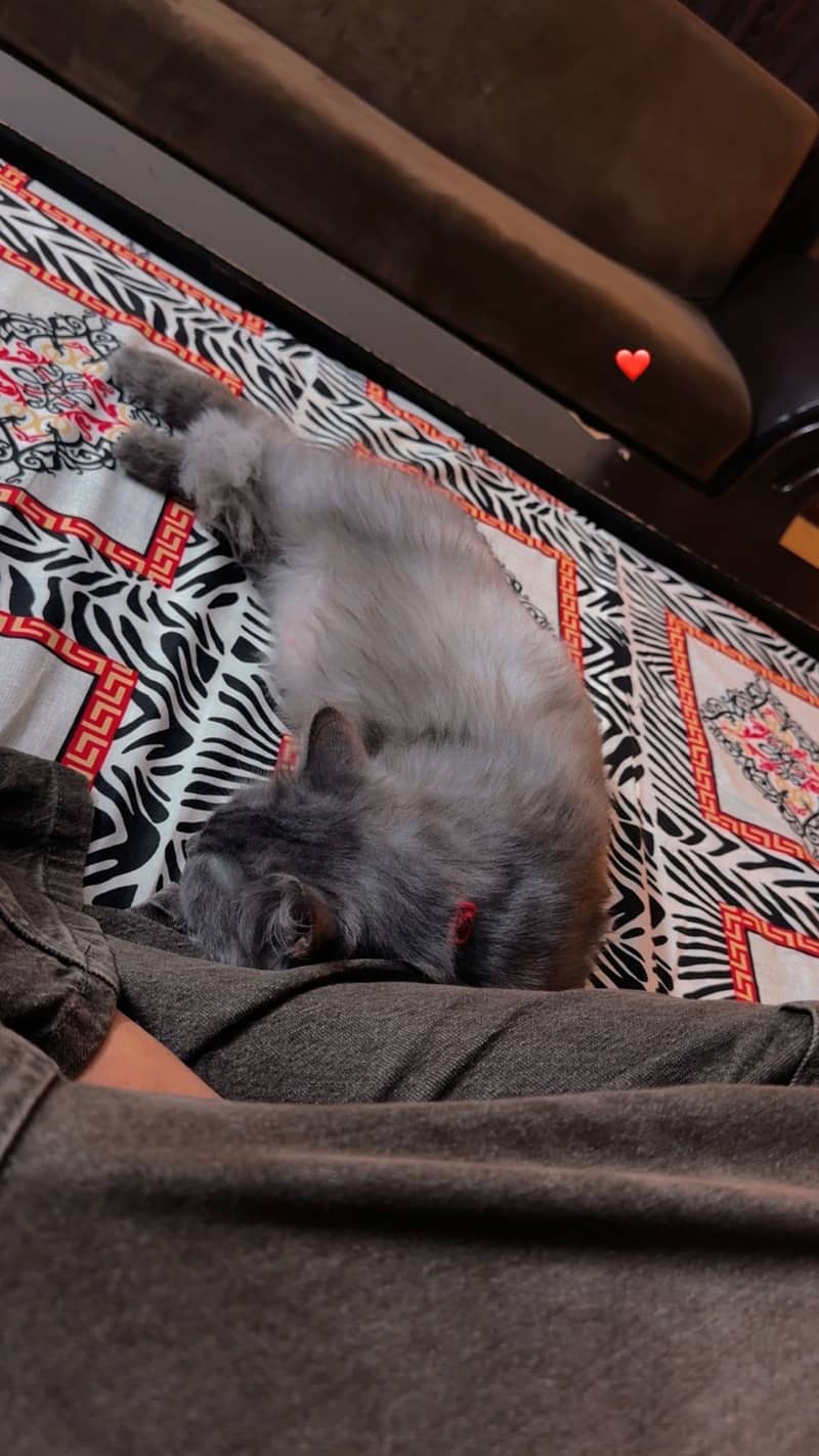 Persian cat 2