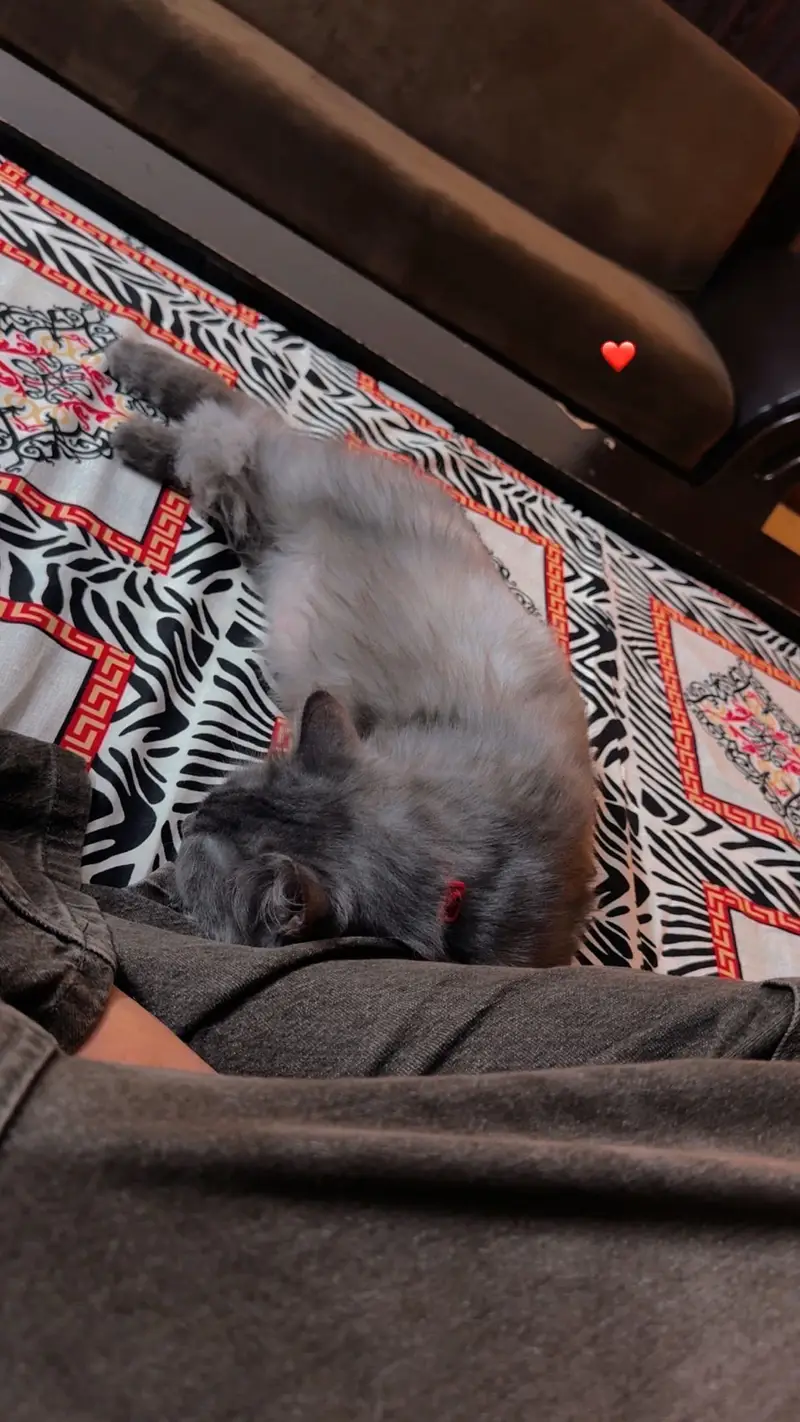 Persian cat — photo 3