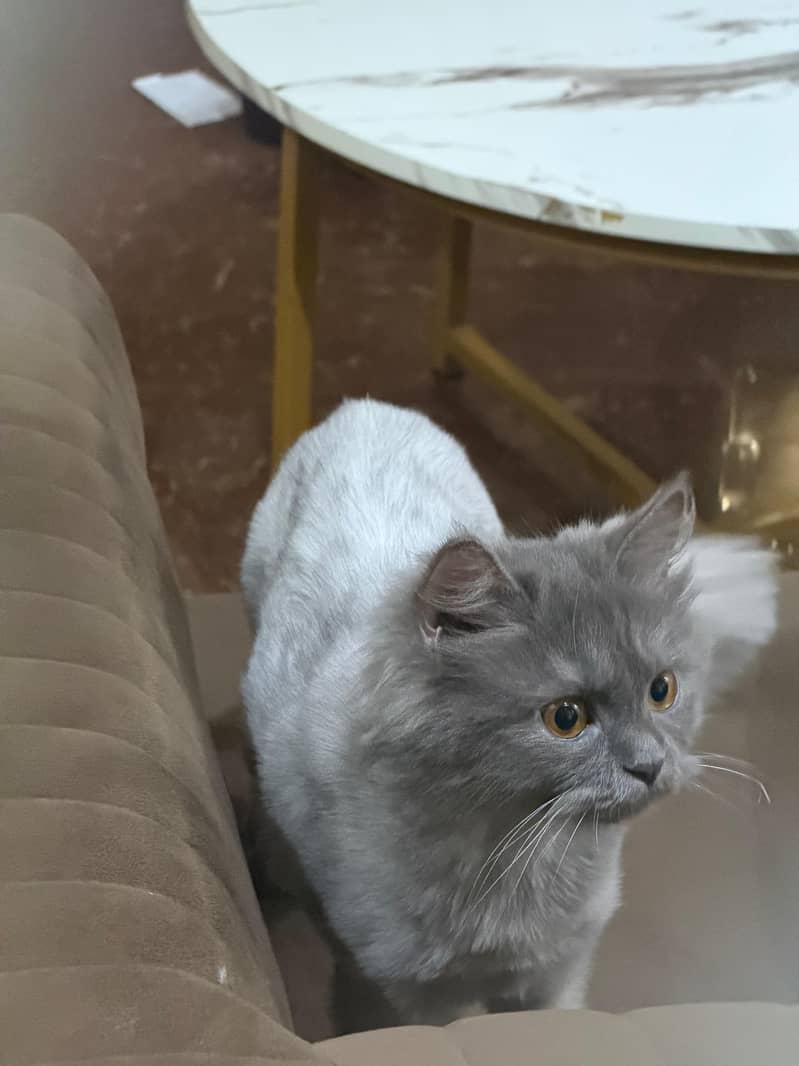Persian cat 3