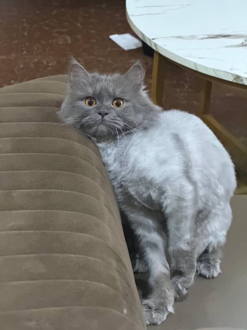 Persian cat 4
