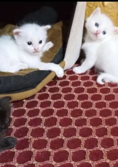 persian male kittens