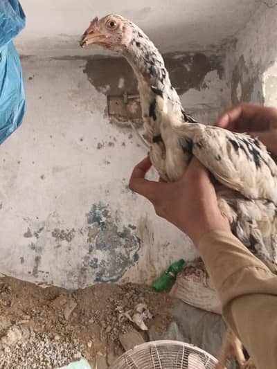 Heera and cheena ka Karas