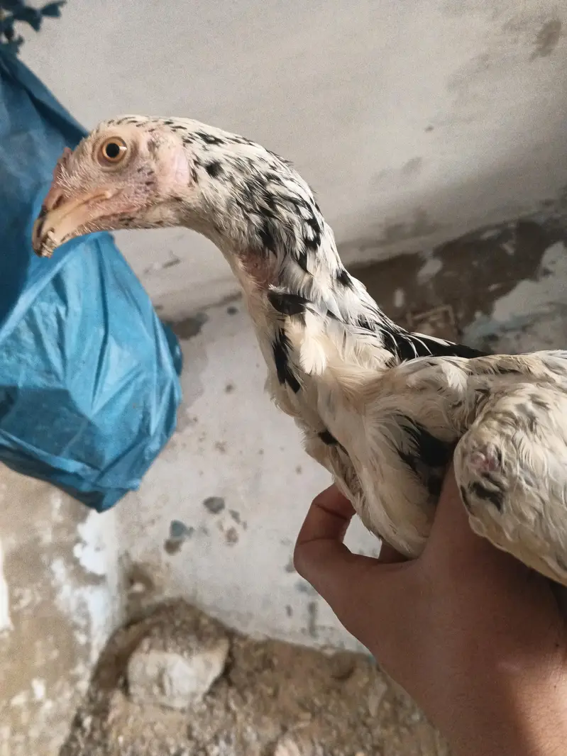 Heera and cheena ka Karas — photo 2