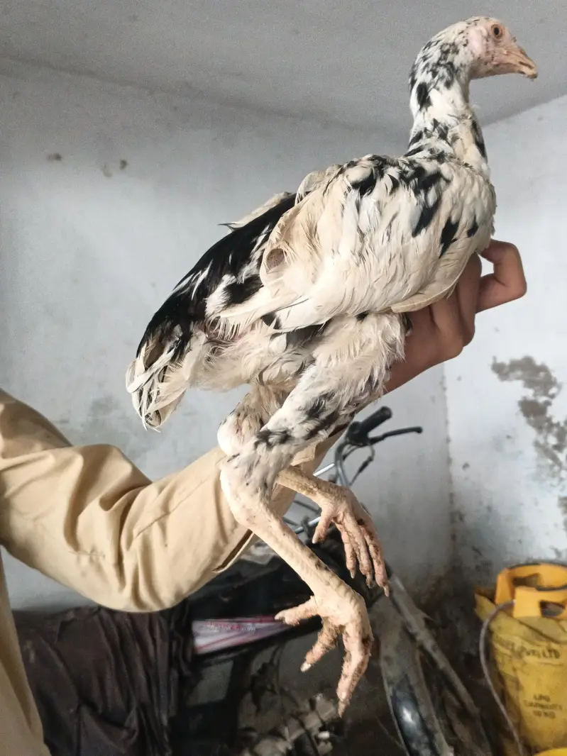 Heera and cheena ka Karas — photo 3