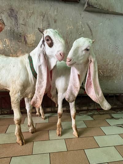 premium quality pure Rajanpuri gulabi breed pair | 4 Months