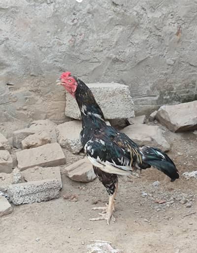 Aseel Murgha and Murghy Cheena Jura