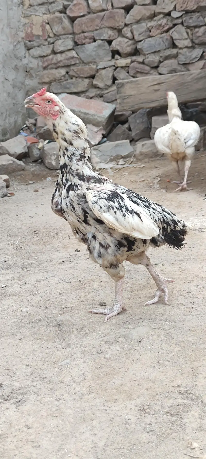 Aseel Murgha and Murghy Cheena Jura — photo 2