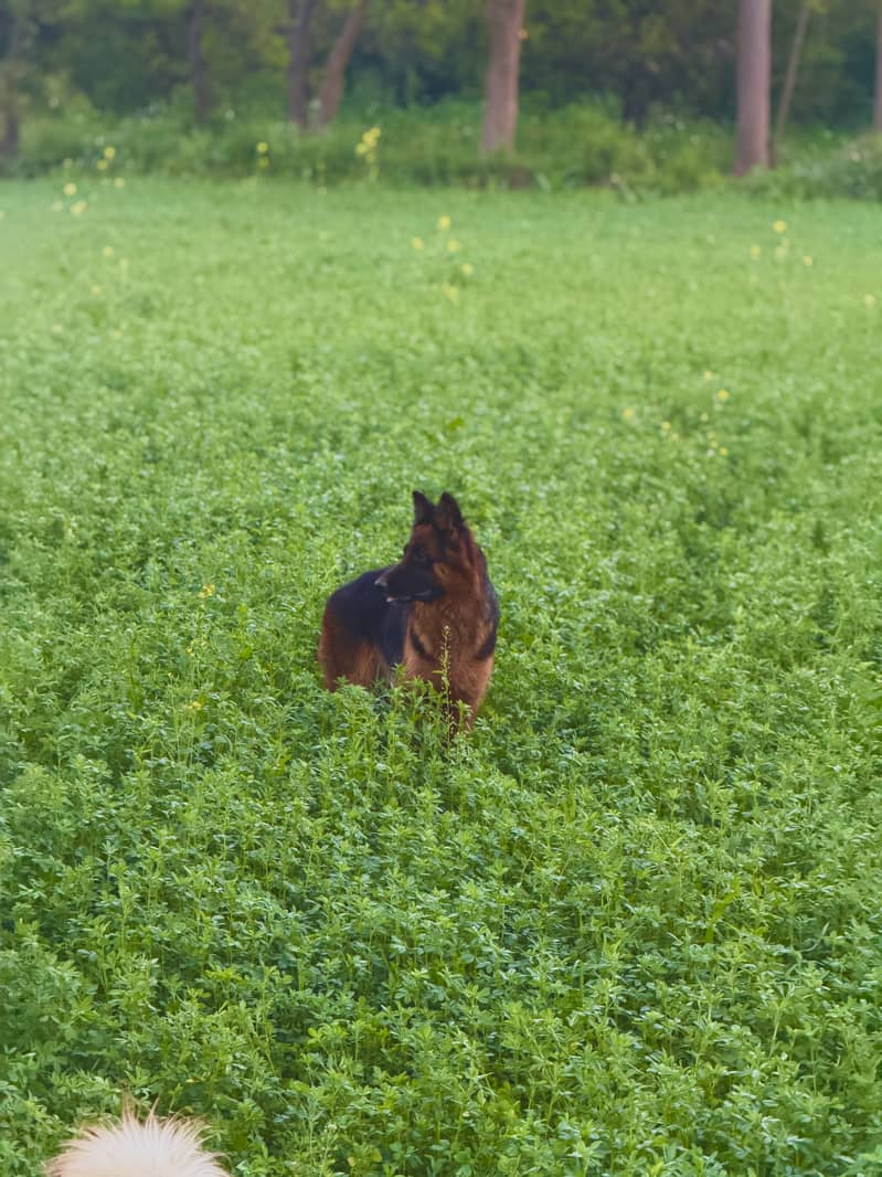 German shephered Female | GSD Female | non pedigree  gsd dog 1