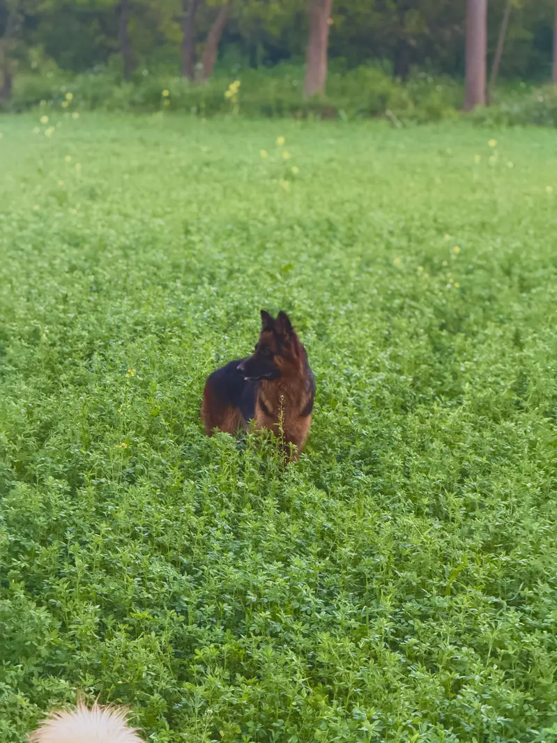 German shephered Female | GSD Female | non pedigree  gsd dog — photo 2