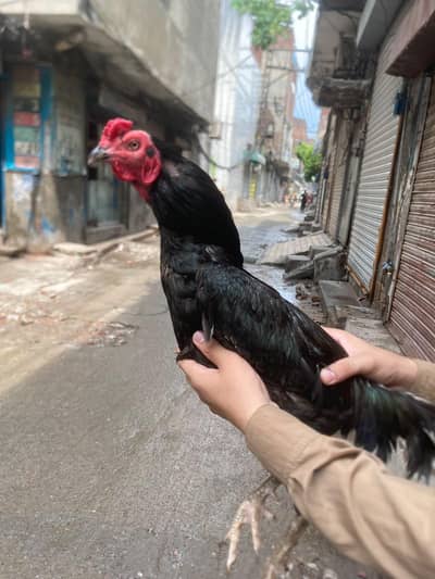 aseel males and females