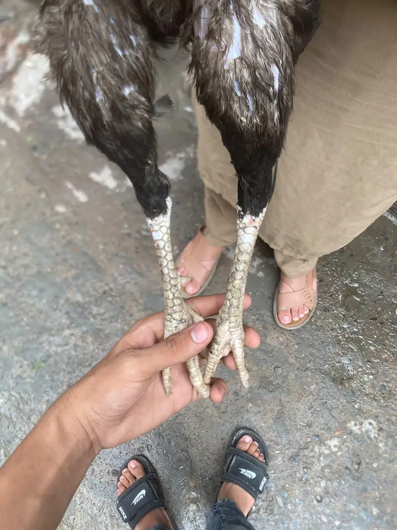 aseel males and females — photo 2