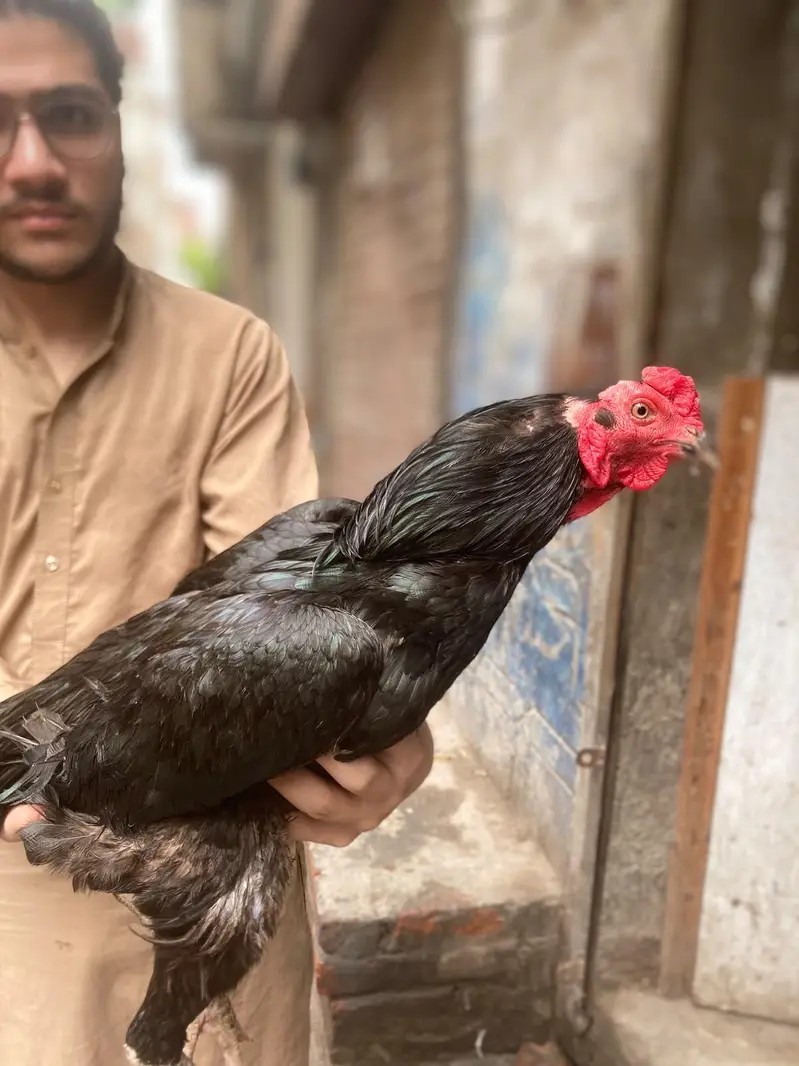 aseel males and females — photo 3