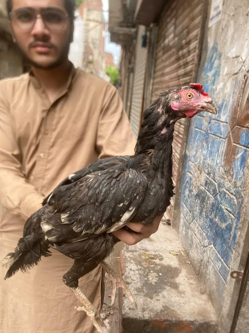 aseel males and females — photo 4