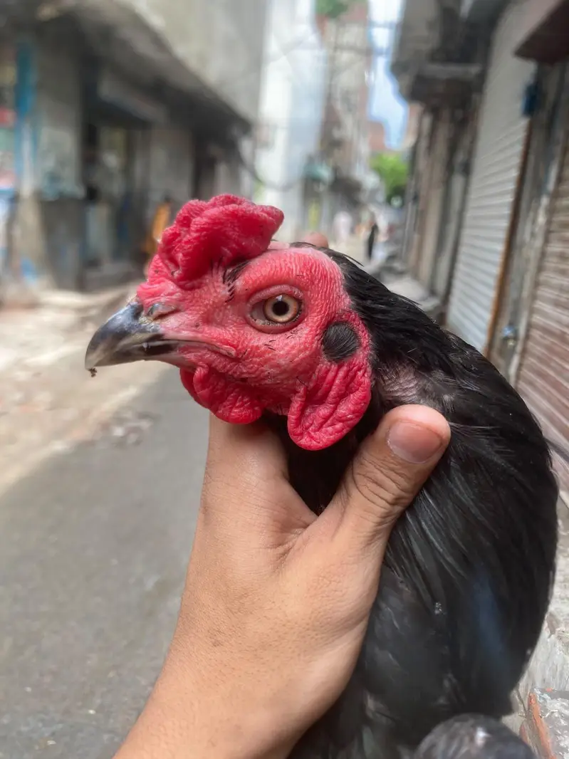 aseel males and females — photo 5