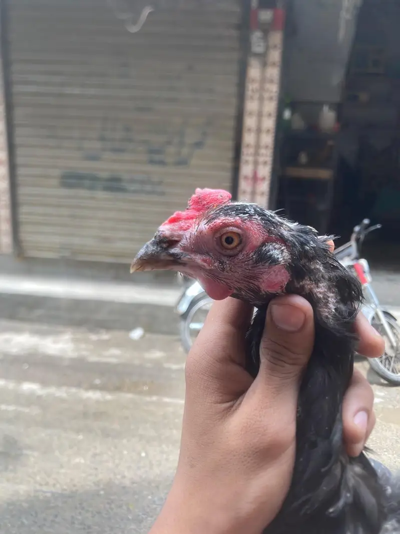 aseel males and females — photo 7