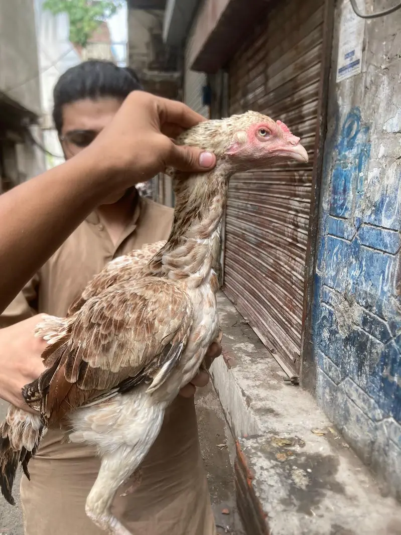 aseel males and females — photo 8