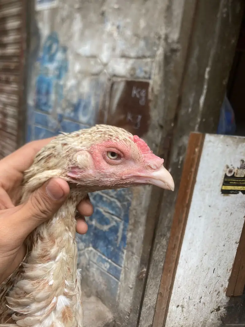 aseel males and females — photo 10