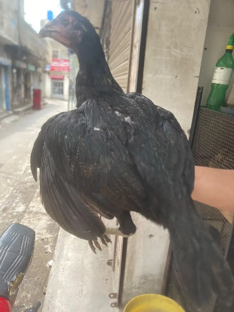 aseel males and females — photo 11
