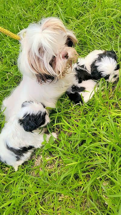 Shihtzu pups