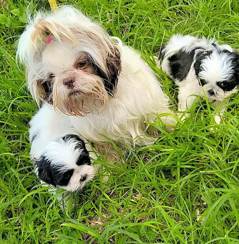 Shihtzu pups — photo 2
