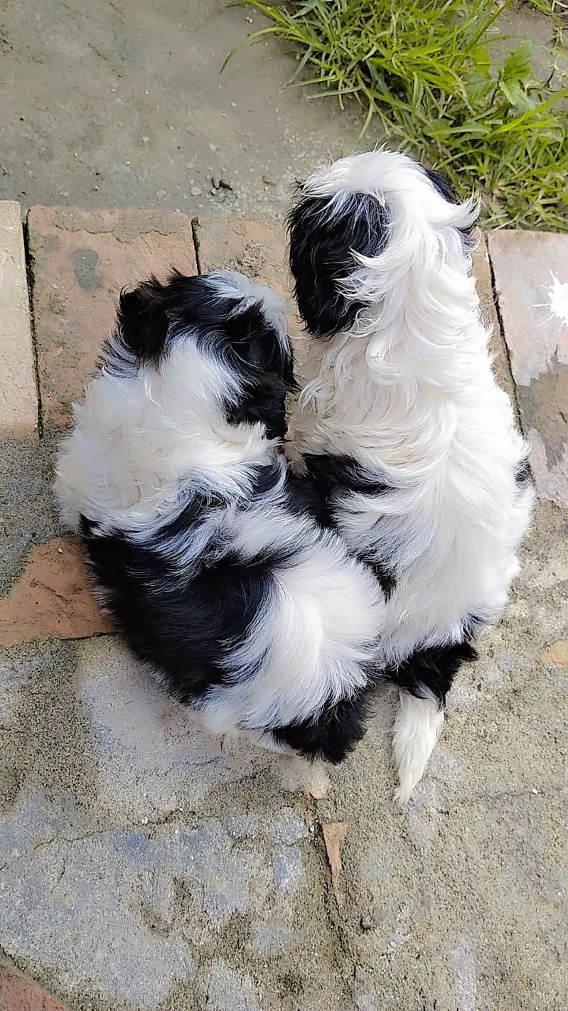 Shihtzu pups — photo 3