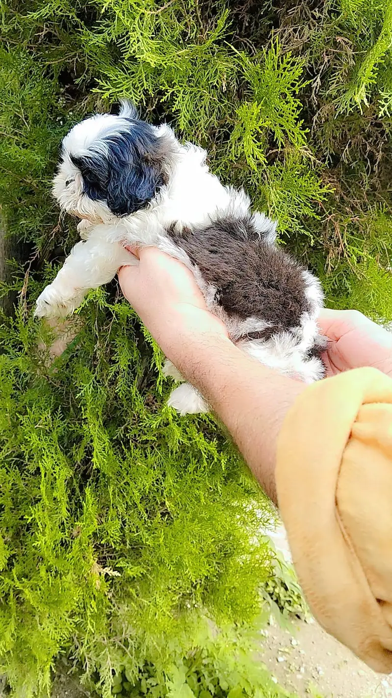 Shihtzu pups — photo 5