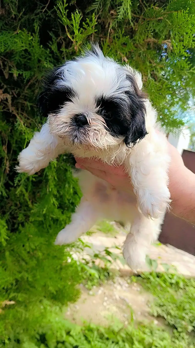 Shihtzu pups — photo 6