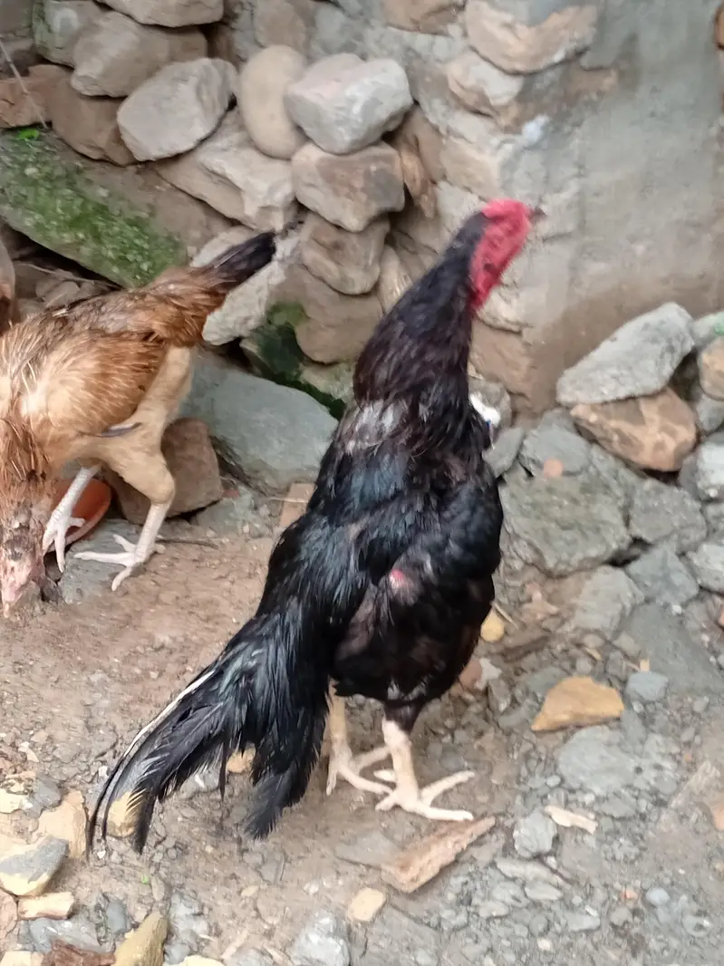 Mushka Lasani aseel for sale — photo 2