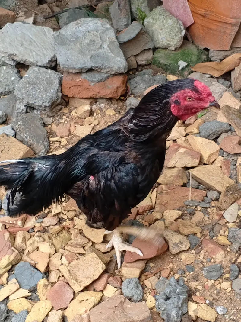 Mushka Lasani aseel for sale — photo 3