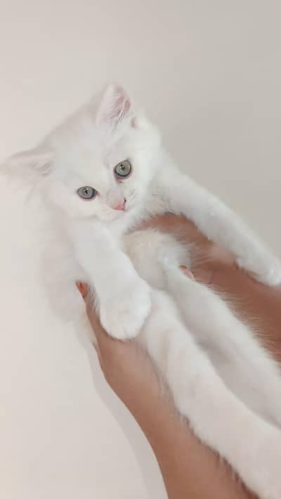female white kitten