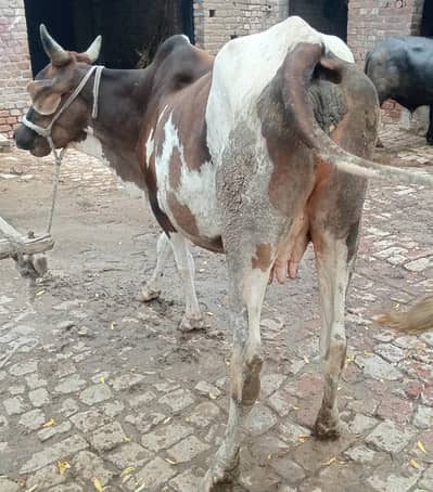 چولستانی کراس گاے