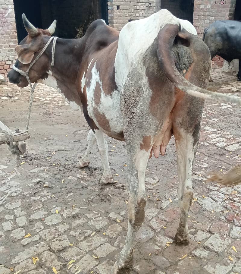 چولستانی کراس گاے 0