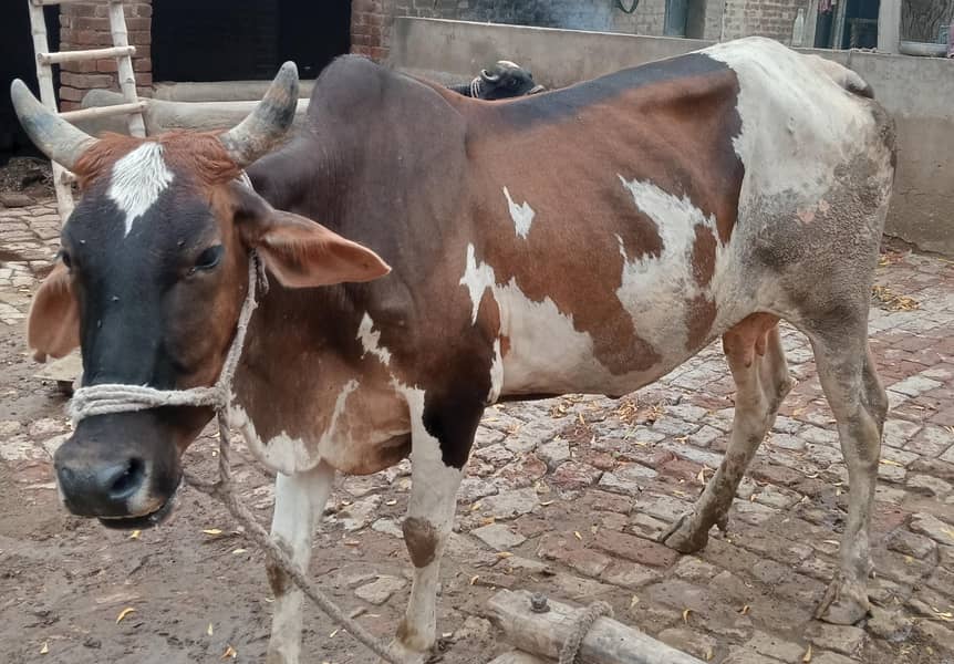 چولستانی کراس گاے 1
