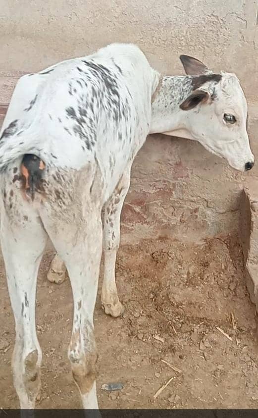 چولستانی کراس گاے 2