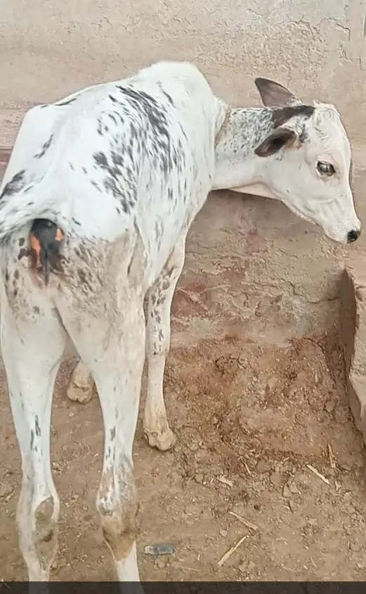 چولستانی کراس گاے — photo 3