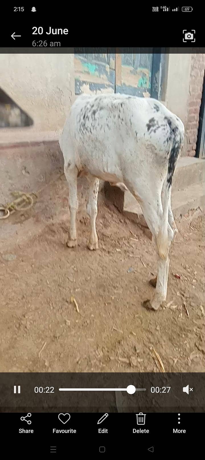 چولستانی کراس گاے 3