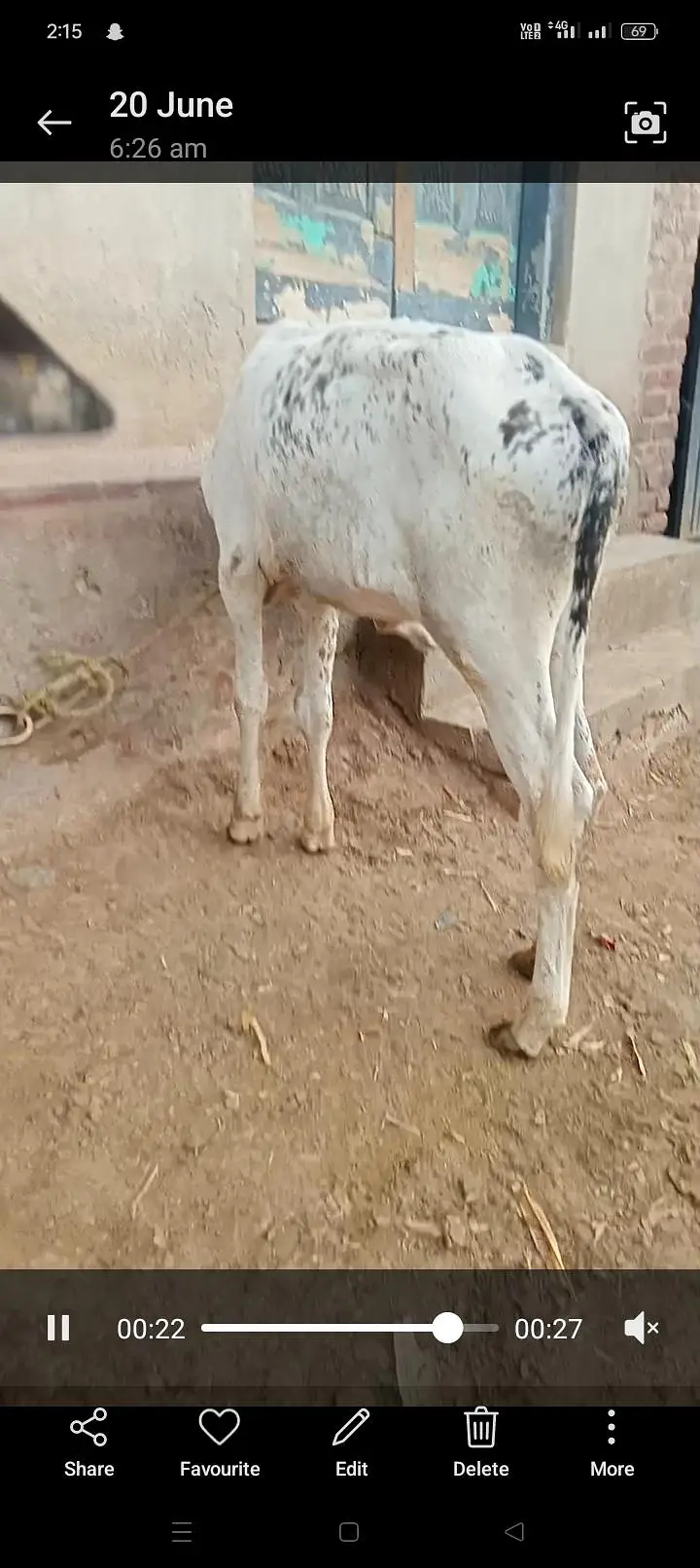 چولستانی کراس گاے — photo 4