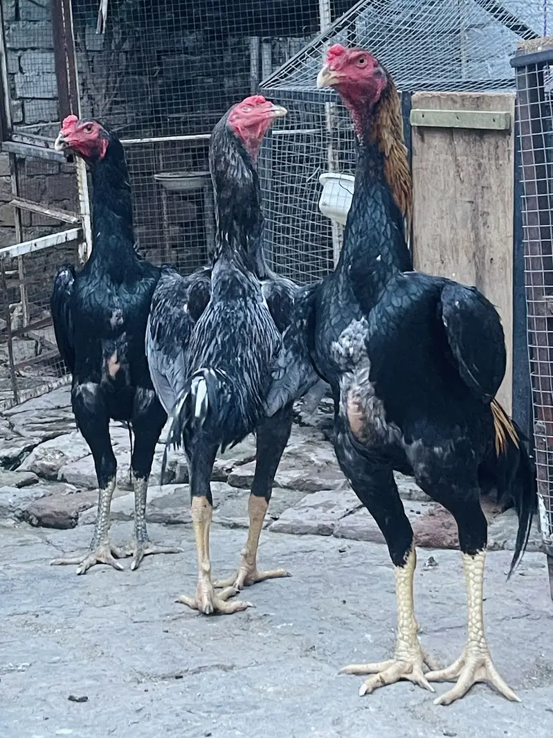 King Shamo Japanese — photo 2