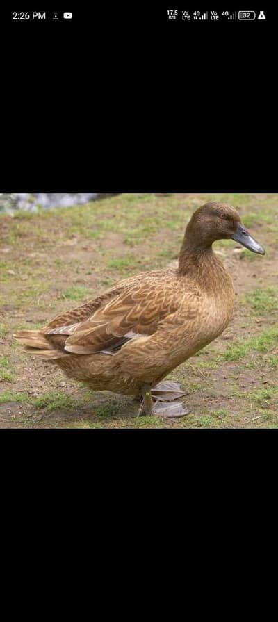 Ducks