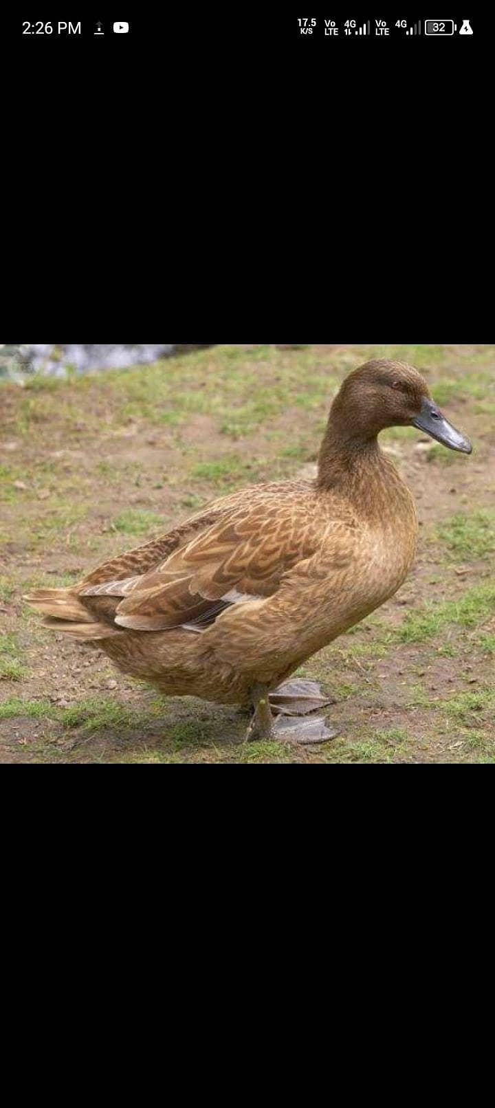 Ducks 0