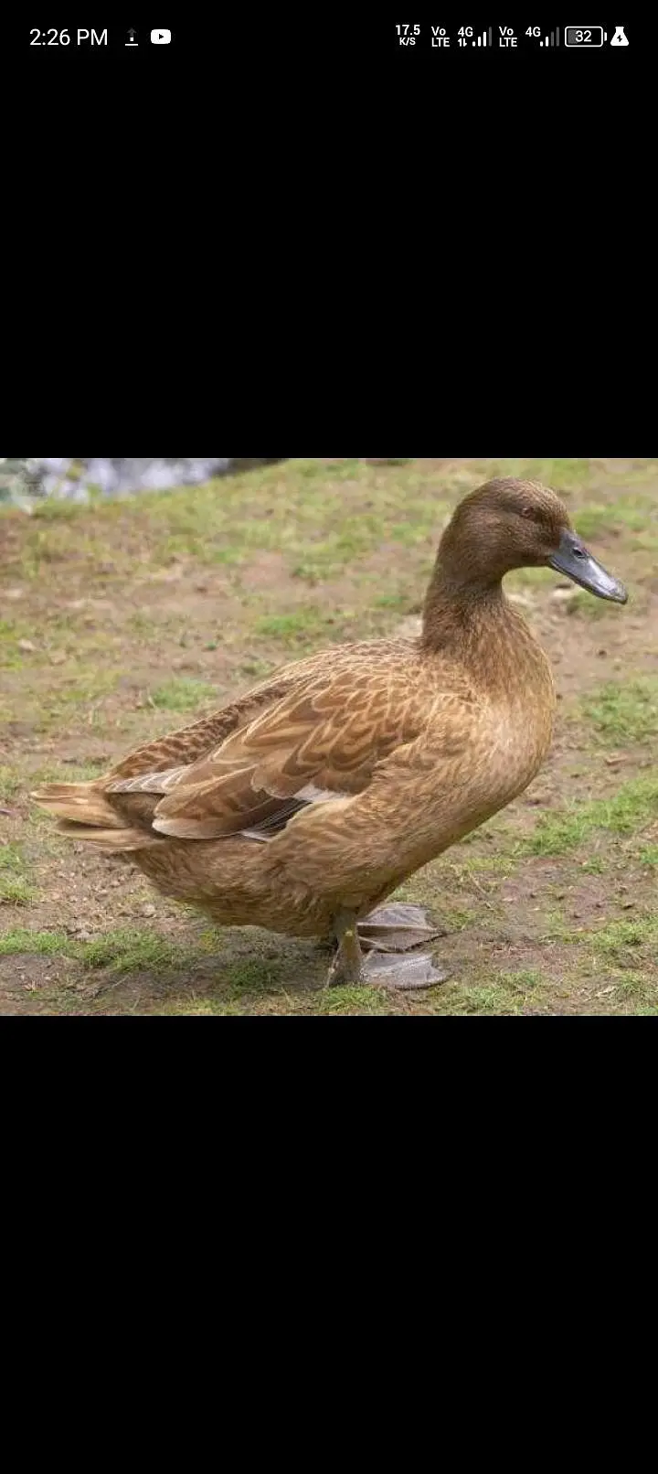 Ducks