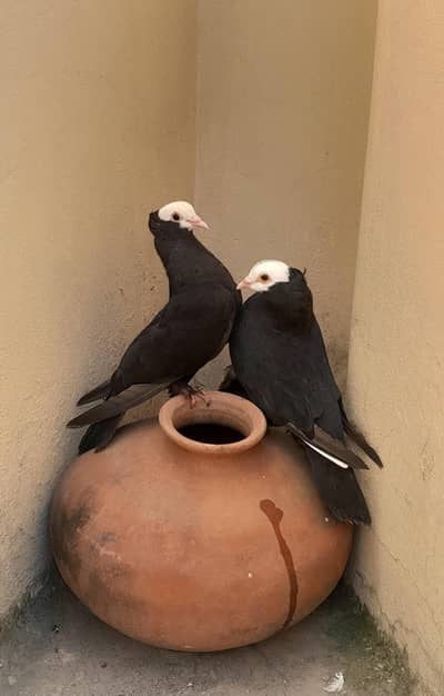Black Mukhi Breeder Pair